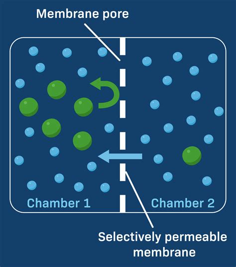 when testing diffusion over a selectively permeable membrane|concentration gradient osmosis.